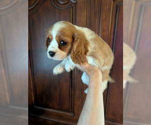 Cavalier King Charles Spaniel Puppy for sale in CENTURIA, WI, USA