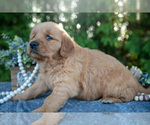 Small Photo #19 Golden Retriever Puppy For Sale in NAPPANEE, IN, USA