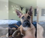 Small Photo #5 Mutt Puppy For Sale in Imlay City, MI, USA
