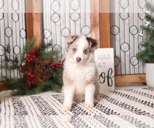 Miniature American Shepherd Puppy for sale in NAPLES, FL, USA