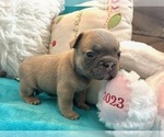 Small #5 French Bulldog
