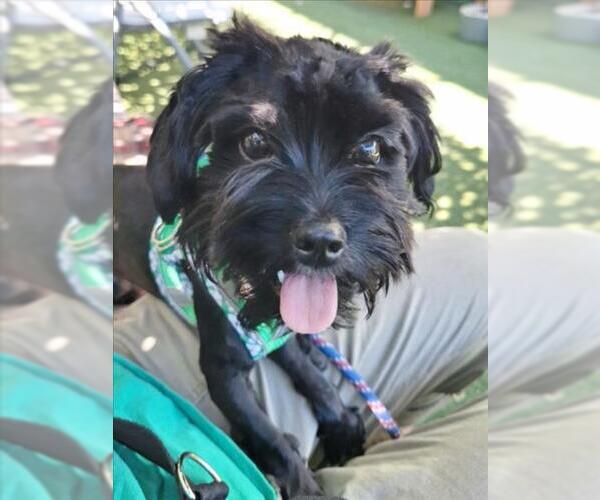 Medium Photo #1 Poodle (Miniature) Puppy For Sale in Woodland, CA, USA