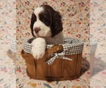 Small Photo #3 English Springer Spaniel Puppy For Sale in WEST FULTON, NY, USA
