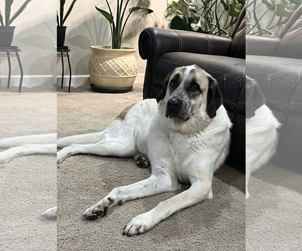 Medium Photo #1 Anatolian Shepherd Puppy For Sale in Higley, AZ, USA