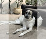 Small Anatolian Shepherd