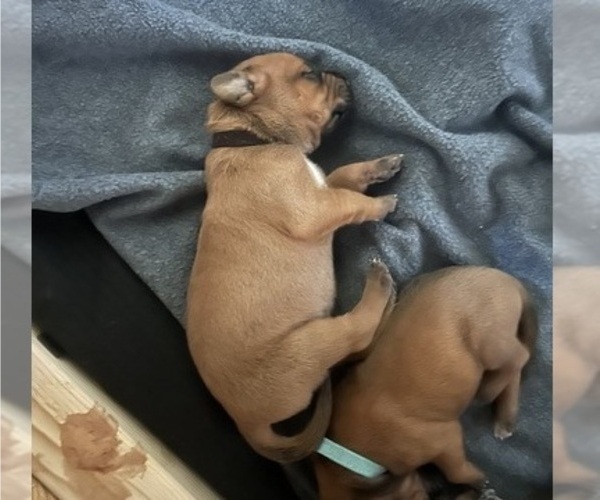 Medium Photo #4 Rhodesian Ridgeback Puppy For Sale in RIVERSIDE, CA, USA