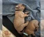 Small #3 Rhodesian Ridgeback