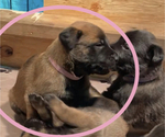 Small Photo #20 Belgian Malinois Puppy For Sale in LABADIE, MO, USA