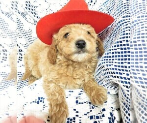 Goldendoodle (Miniature) Puppy for Sale in GROVESPRING, Missouri USA