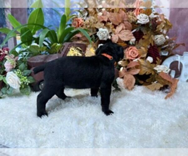 Medium Photo #7 Cane Corso Puppy For Sale in OOLOGAH, OK, USA
