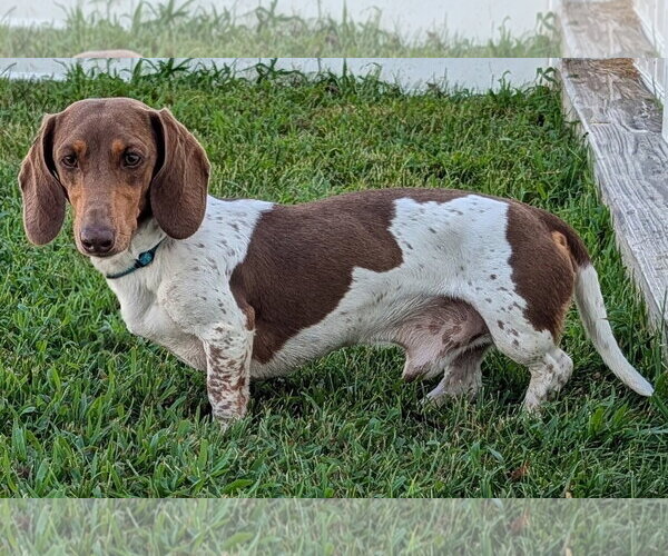 Medium Photo #4 Dachshund Puppy For Sale in Shelbyville, TN, USA