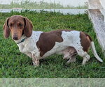 Small #3 Dachshund