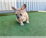 BLUE - Female French Bulldog Puppy for Sale - Photo #8