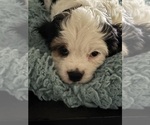 Small #2 Cavachon