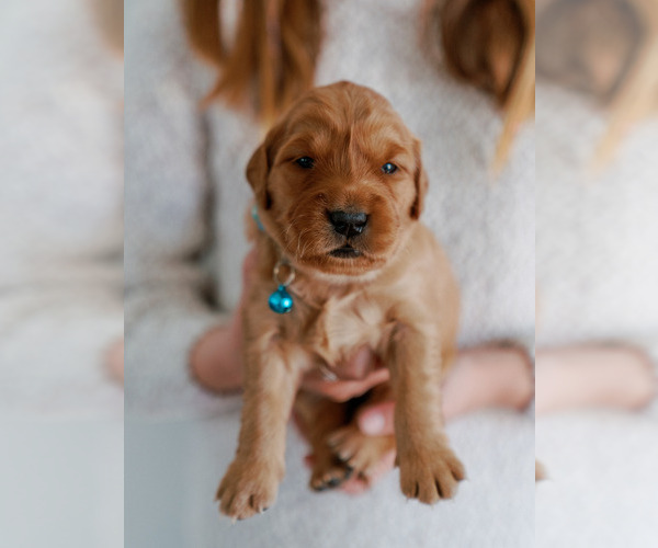 Medium Photo #19 Golden Retriever Puppy For Sale in REDDING, CA, USA