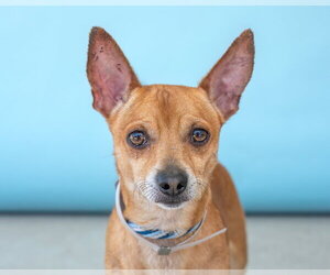 Chihuahua Dogs for adoption in Pasadena, CA, USA