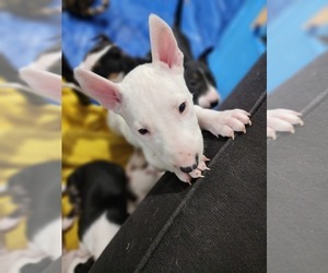 Bull Terrier Puppy for sale in LONGMONT, CO, USA
