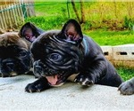 Small Photo #2 French Bulldog Puppy For Sale in ELGIN, IL, USA