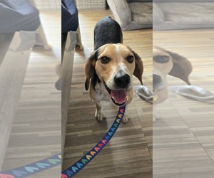 Beagle Dogs for adoption in Woodbury, NY, USA