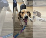 Small Beagle