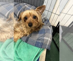 Silky Terrier Dogs for adoption in Kansas City, MO, USA
