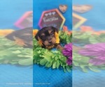 Small Photo #29 Yorkshire Terrier Puppy For Sale in AKRON, OH, USA