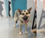 Small German Shepherd Dog Mix