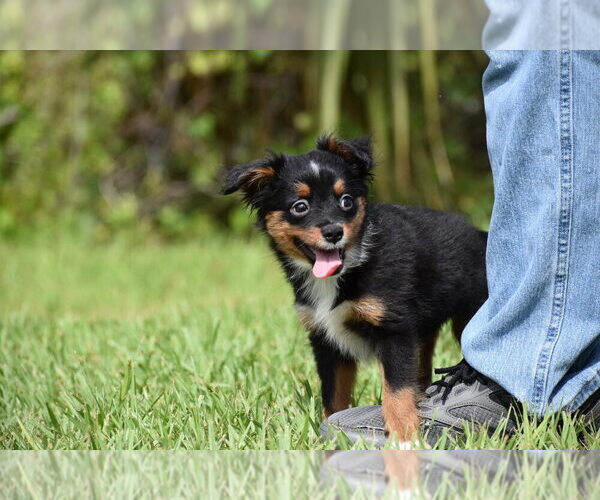 Medium Photo #6 Miniature American Shepherd Puppy For Sale in PALM COAST, FL, USA