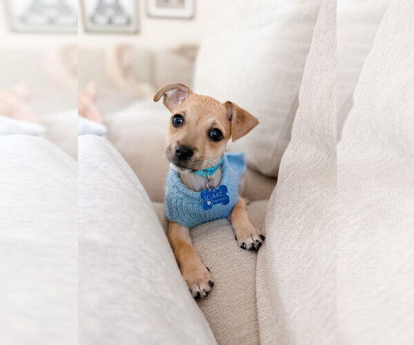 Medium Photo #8 Chihuahua-Unknown Mix Puppy For Sale in Corona, CA, USA