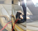 Small Photo #2 Dachshund Puppy For Sale in Fruitland, SC, USA
