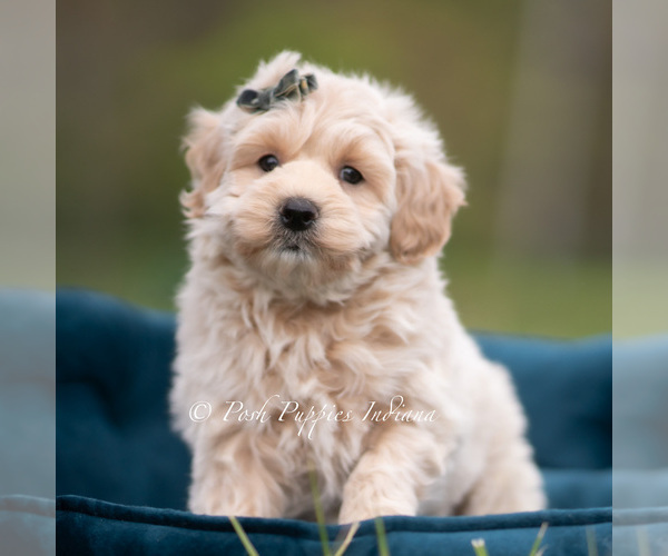 Medium Photo #6 Maltipoo (Miniature) Puppy For Sale in WARSAW, IN, USA