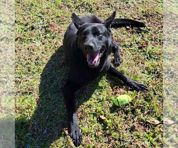 Medium Photo #2 Australian Kelpie-Unknown Mix Puppy For Sale in Anniston, AL, USA