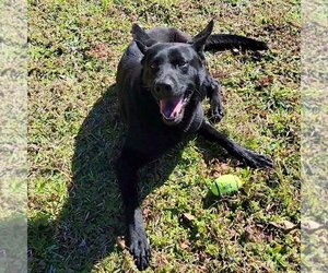 Ranger - Male Mutt Dog for Adoption - Photo #2