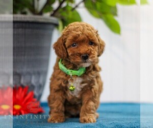 Poodle (Toy) Puppy for sale in EAST EARL, PA, USA