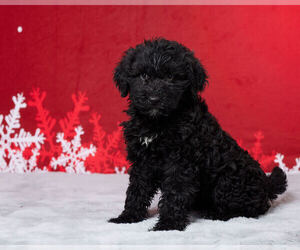 Portuguese Water Dog Puppy for Sale in MILLERSBURG, Ohio USA