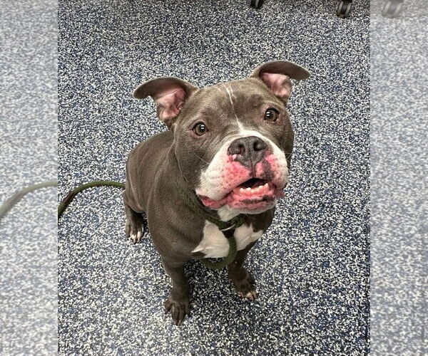 Medium Photo #2 American Pit Bull Terrier Puppy For Sale in Jackson , NJ, USA