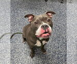 Small #1 American Pit Bull Terrier