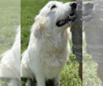 Small #1 Great Pyrenees