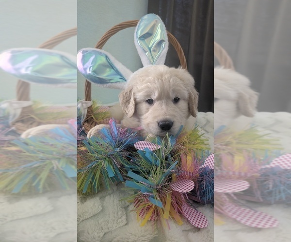 Medium Photo #51 Golden Retriever Puppy For Sale in MODESTO, CA, USA