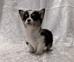 Small #1 Pembroke Welsh Corgi