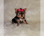 Small Photo #5 Yorkshire Terrier Puppy For Sale in OAK PARK, IL, USA