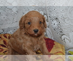 Small #4 Cavapoo-Poodle (Miniature) Mix