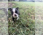 Small #9 Boston Terrier