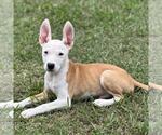 Small #3 Labrador Retriever Mix
