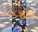 Small Photo #4 Yorkshire Terrier Puppy For Sale in AKRON, OH, USA