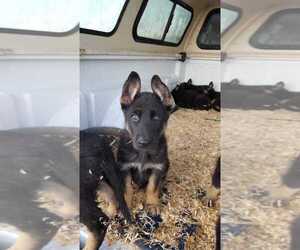 German Shepherd Dog Puppy for sale in CHESNEE, SC, USA