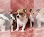 Small Photo #6 Chihuahua Puppy For Sale in MOUNT AIRY, NC, USA