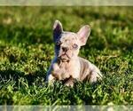 Small #15 French Bulldog