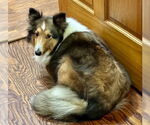 Small #3 Mutt