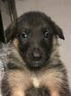 Small Photo #5 German Shepherd Dog Puppy For Sale in ROANOKE, VA, USA